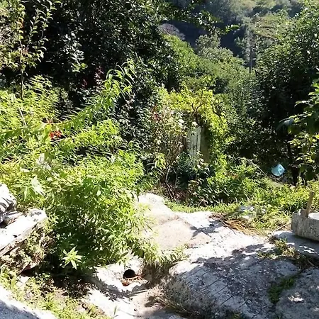Aiolida